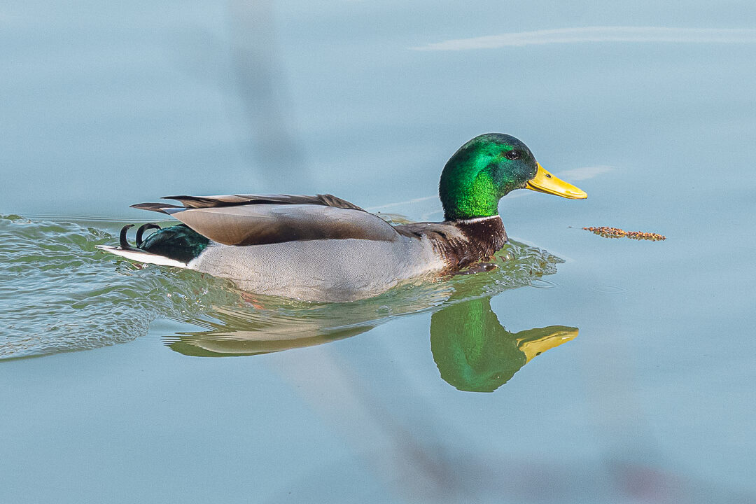 Ente im See