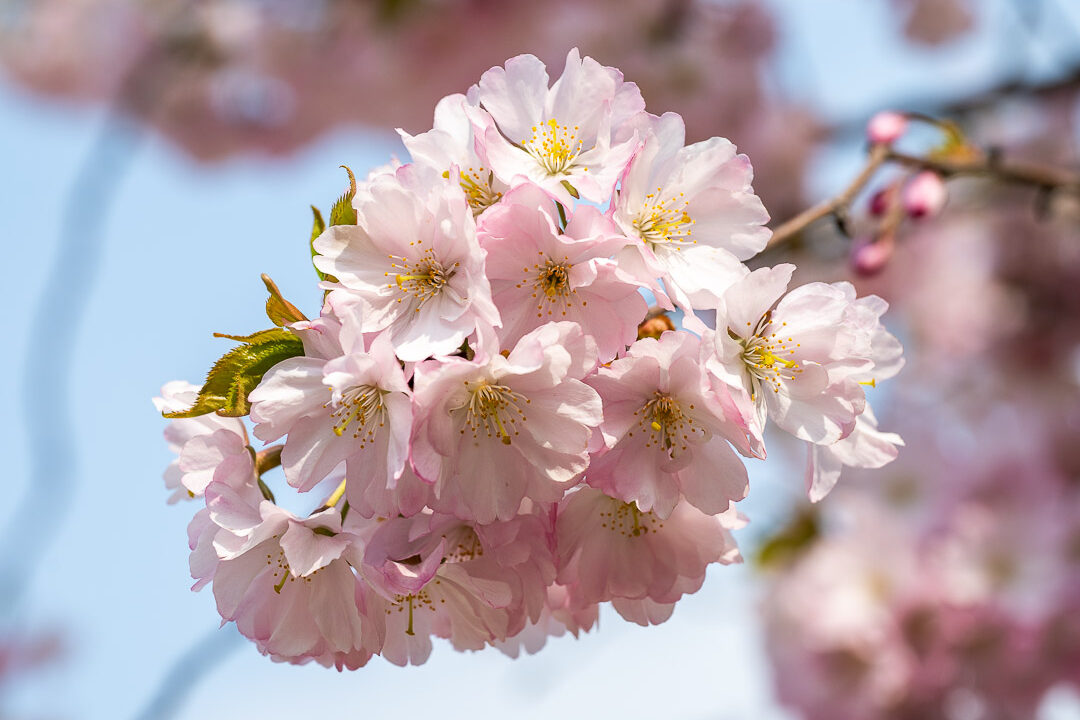Marillenblüte
