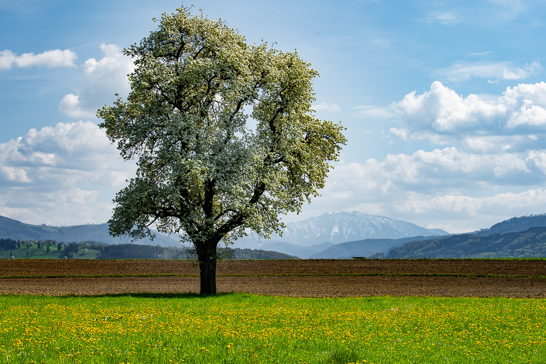 Blühender Birnenbaum mit Ötscher im Hintergrund